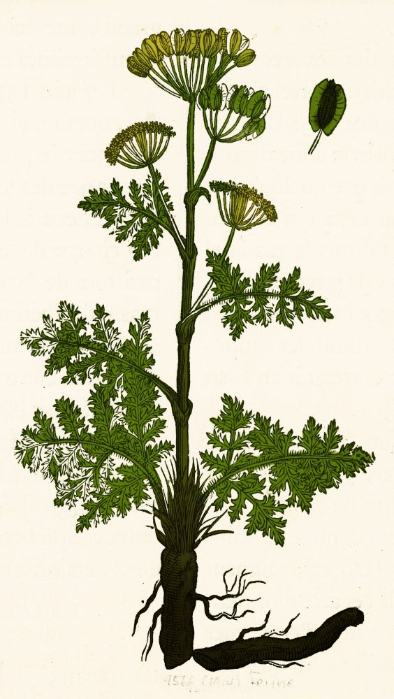 Seseli Herbaceous Perennial Poster Print showcasing intricate plant details.