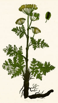 Seseli Herbaceous Perennial Poster Print showcasing intricate plant details.