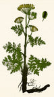 Seseli Herbaceous Perennial Poster Print showcasing intricate plant details.