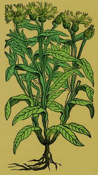 Centaurea Montana Bachelor's Button Poster Print showcasing vibrant blue petals and intricate details.