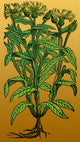Centaurea Montana Bachelor's Button Poster Print featuring vibrant blue petals.