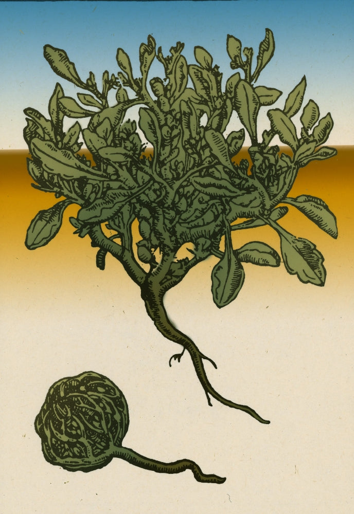 Anastatica Hierochuntica Resurrection Plant Poster Print