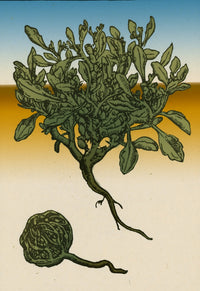 Anastatica Hierochuntica Resurrection Plant Poster Print