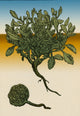 Anastatica Hierochuntica Resurrection Plant Poster Print