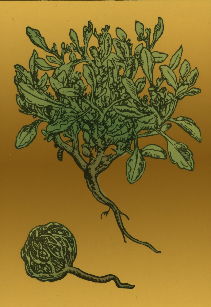 Anastatica Hierochuntica Resurrection Plant Poster Print