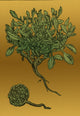Anastatica Hierochuntica Resurrection Plant Poster Print