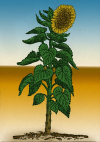 Vibrant Sunflower Poster Print for Home Decor