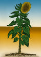 Vibrant Sunflower Poster Print for Home Decor