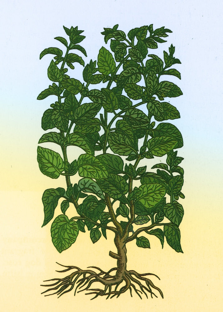 Lemon Balm Poster Print showcasing intricate botanical details.