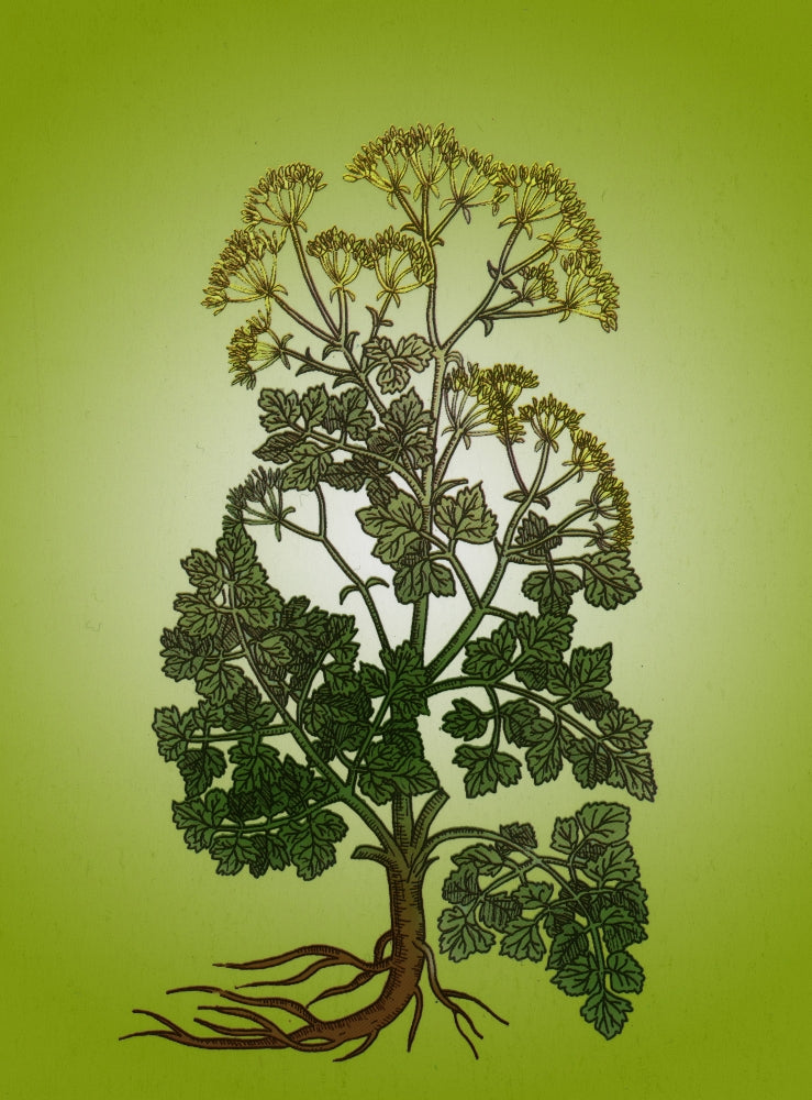 Cymopterus Lemmonii Mountain Parsley Poster Print showcasing vibrant colors and intricate details.