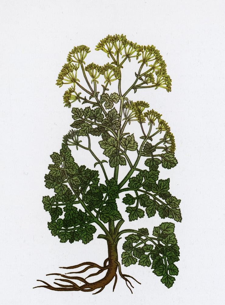 Cymopterus Lemmonii Mountain Parsley Poster Print