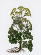 Cymopterus Lemmonii Mountain Parsley Poster Print