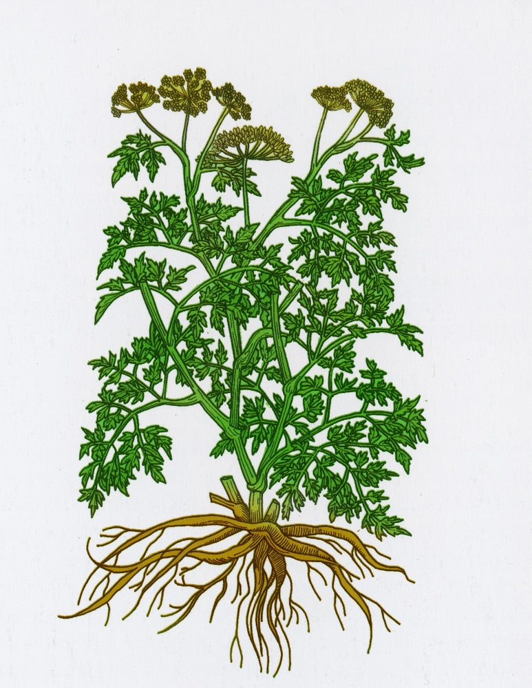 Wild Parsley Poster Print showcasing vibrant botanical details.