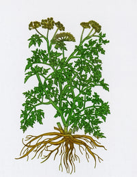 Wild Parsley Poster Print showcasing vibrant botanical details.