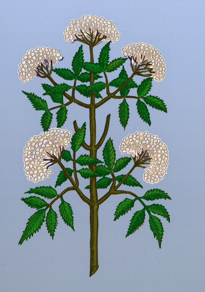 Common Elder Tree Poster Print showcasing intricate details and vibrant colors.