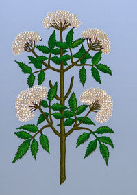 Common Elder Tree Poster Print showcasing intricate details and vibrant colors.