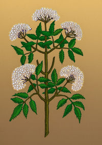 Common Elder Tree Poster Print showcasing vibrant colors and intricate details.