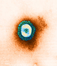 TEM of Coronavirus Poster Print showcasing detailed virus imagery.