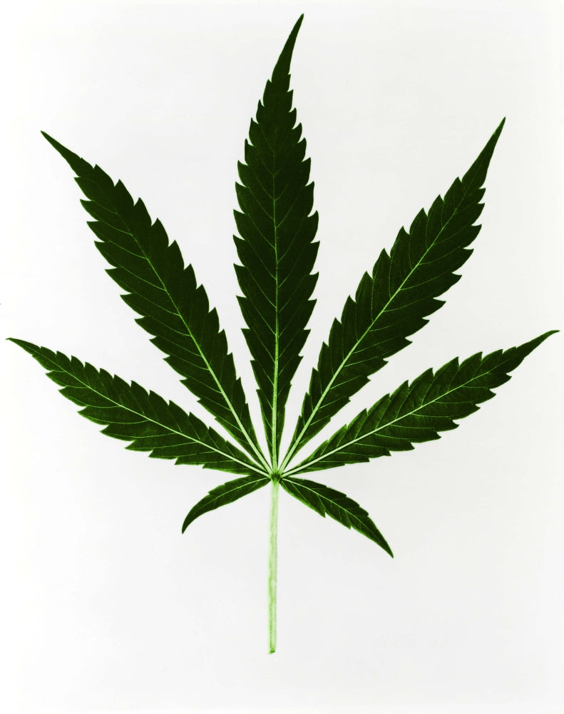 Cannabis Sativa Marijuana Leaf Poster Print by Science Source