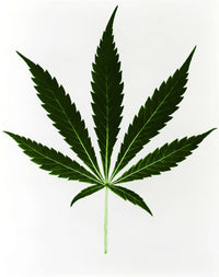Cannabis Sativa Marijuana Leaf Poster Print by Science Source