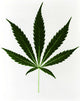 Cannabis Sativa Marijuana Leaf Poster Print by Science Source