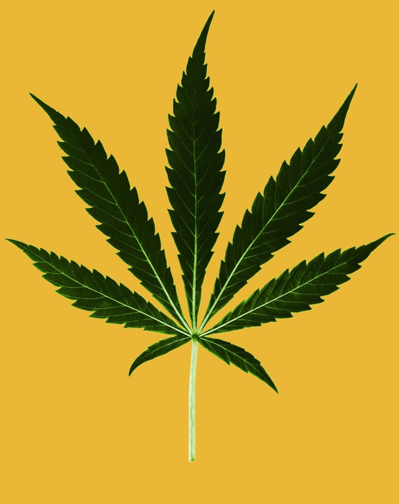 Vibrant Cannabis Sativa Leaf Poster Print showcasing detailed green foliage.