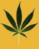 Vibrant Cannabis Sativa Leaf Poster Print showcasing detailed green foliage.