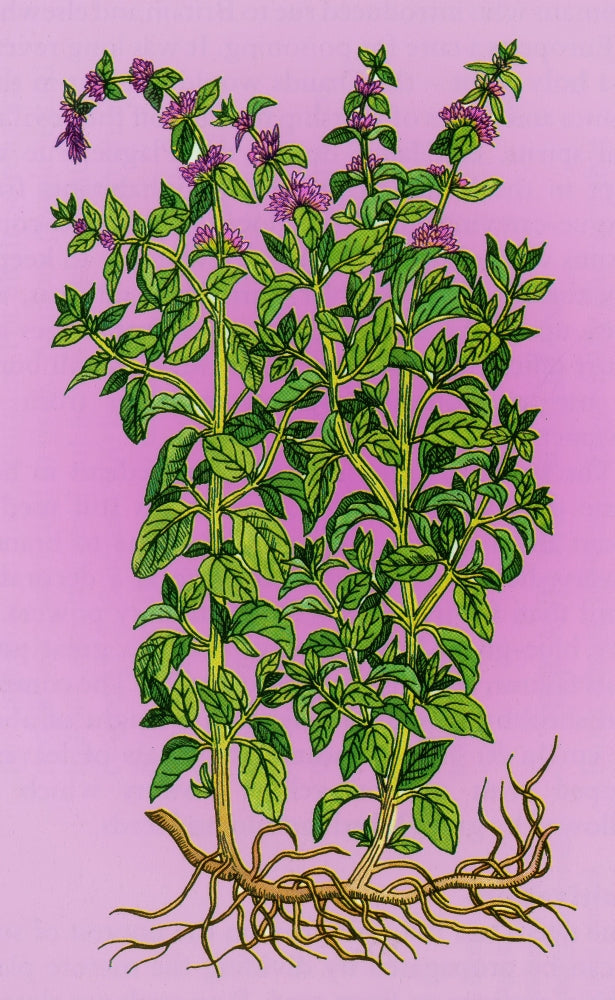 Pennyroyal Alchemy Plant Poster Print showcasing botanical beauty