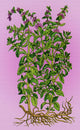 Pennyroyal Alchemy Plant Poster Print showcasing botanical beauty