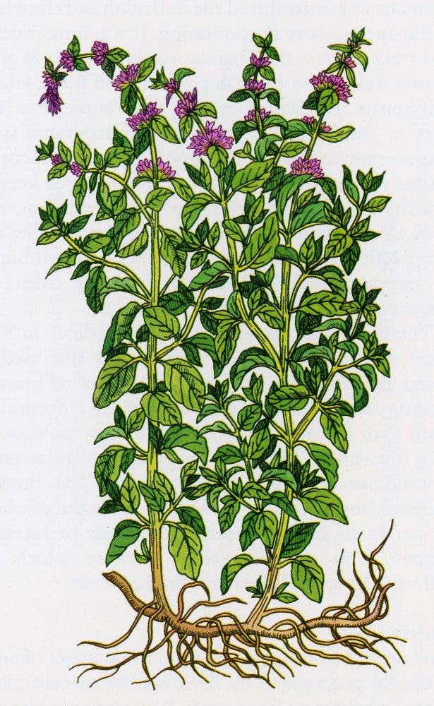 Pennyroyal Alchemy Plant Poster Print showcasing detailed botanical illustration.