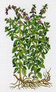 Pennyroyal Alchemy Plant Poster Print showcasing detailed botanical illustration.