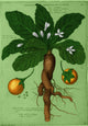 Mandrake Root Alchemy Plant Poster Print highlighting vivid details