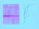 Omega Particle 3rd Observation Poster Print showcasing particle physics.