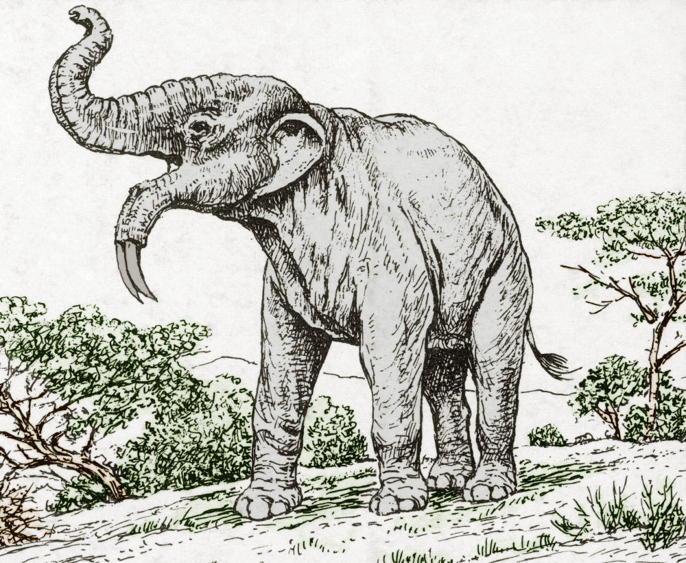 Deinotherium Extinct Prehistoric Mammal Poster Print