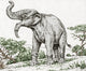 Deinotherium Extinct Prehistoric Mammal Poster Print