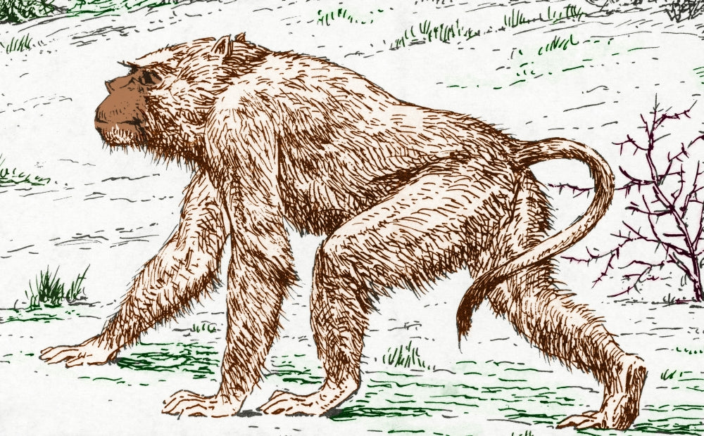 Old World Monkey extinct animals poster print showcasing unique features