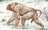 Old World Monkey extinct animals poster print showcasing unique features
