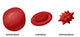 Osmotic Pressure on Blood Cells Poster Print by Monica Schroeder