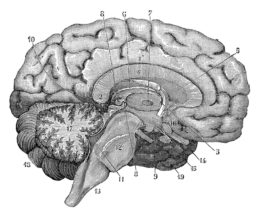 Brain Cross-Section Poster Print showcasing detailed anatomy of the human brain.