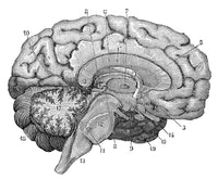 Brain Cross-Section Poster Print showcasing detailed anatomy of the human brain.