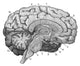 Brain Cross-Section Poster Print showcasing detailed anatomy of the human brain.