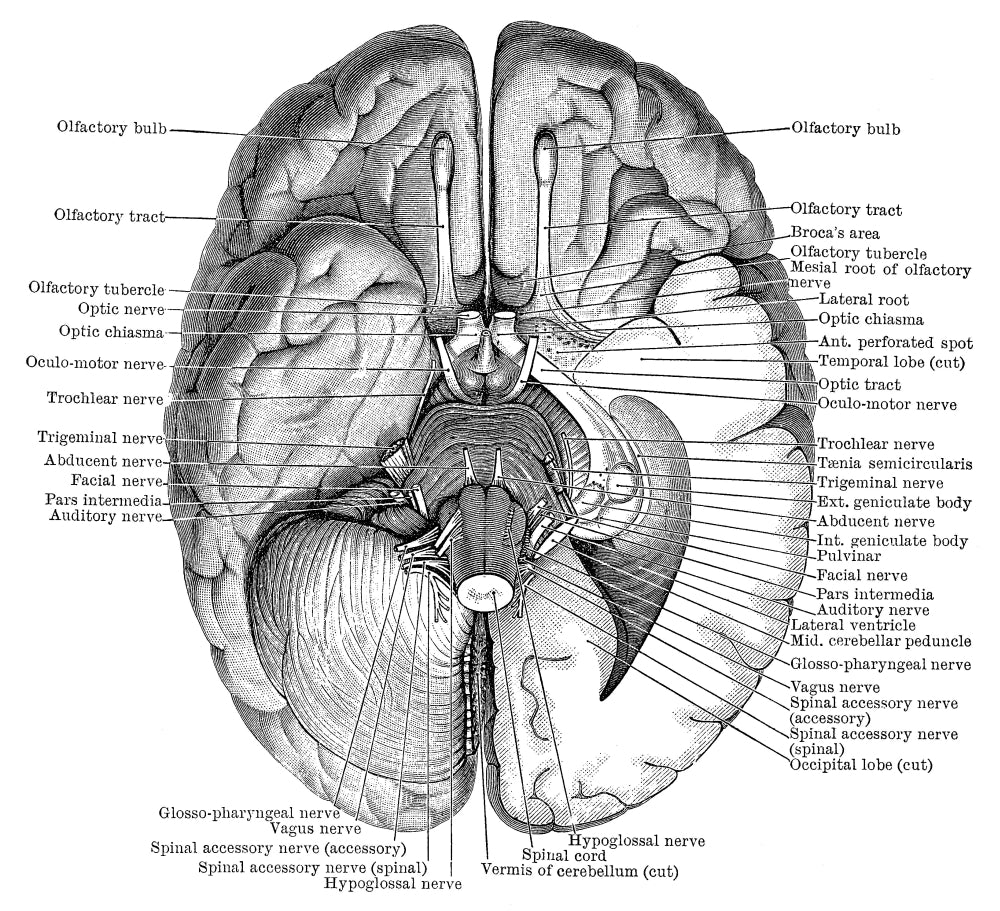 Undersurface of the Brain Poster Print showcasing detailed brain anatomy.
