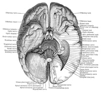 Undersurface of the Brain Poster Print showcasing detailed brain anatomy.