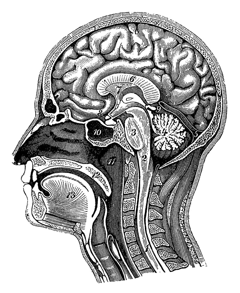 Head and Brain Anatomy Poster Print showcasing detailed human anatomy.