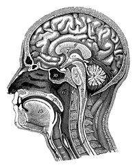 Head and Brain Anatomy Poster Print showcasing detailed human anatomy.