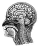 Head and Brain Anatomy Poster Print showcasing detailed human anatomy.