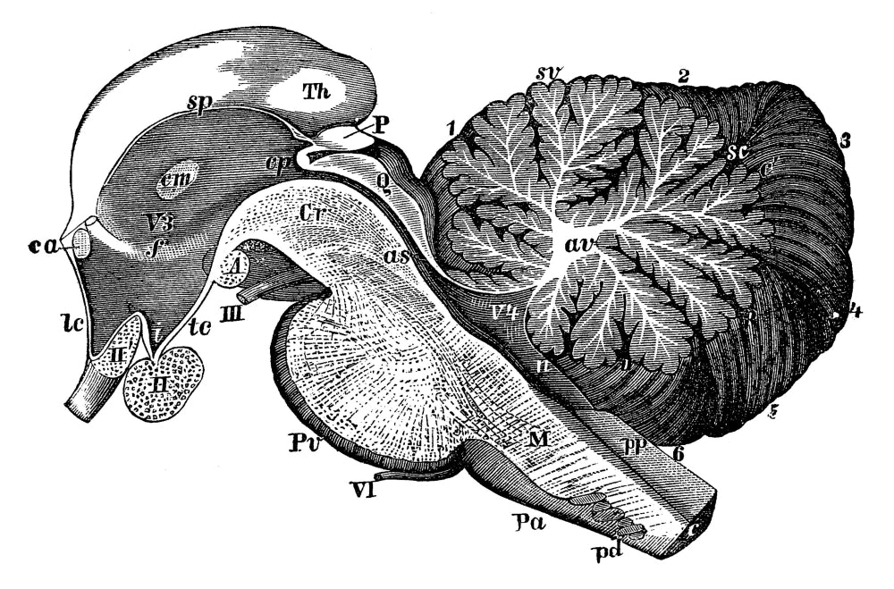Third and Fourth Ventricles of the Brain Poster Print featuring detailed anatomical illustration.