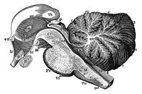 Third and Fourth Ventricles of the Brain Poster Print featuring detailed anatomical illustration.