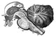 Third and Fourth Ventricles of the Brain Poster Print featuring detailed anatomical illustration.