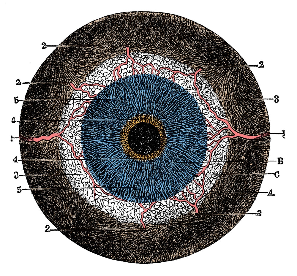 Choroid Coat and Iris Educational Poster Print illustrating eye anatomy.